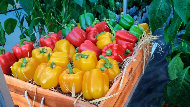 Как хранить перец: 12 способов, чтобы наслаждаться его вкусом долго